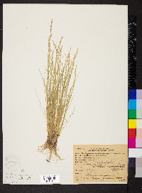 Bromus hordeaceus image