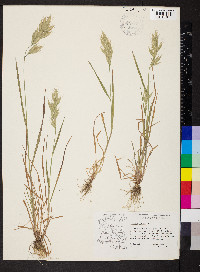 Bromus hordeaceus image