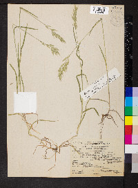 Bromus hordeaceus image