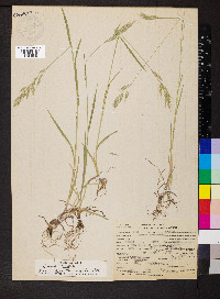 Bromus hordeaceus image