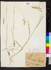 Bromus hordeaceus image