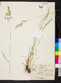 Bromus hordeaceus image