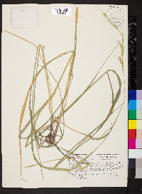 Elymus arizonicus image