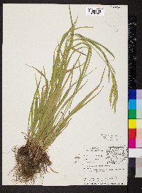 Bromus polyanthus image