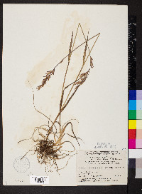 Bromus pumpellianus var. arcticus image