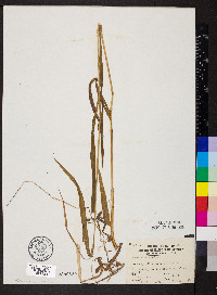 Bromus pubescens image