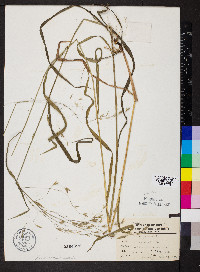 Bromus pubescens image