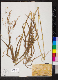 Bromus pubescens image