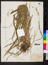 Bromus latiglumis image