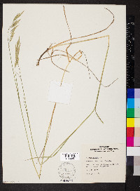 Bromus pubescens image