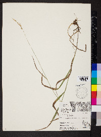 Bromus pubescens image