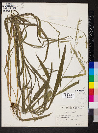 Bromus pubescens image