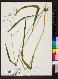 Bromus kalmii image