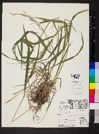 Bromus pubescens image