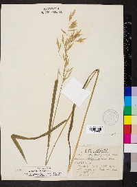 Bromus latiglumis image