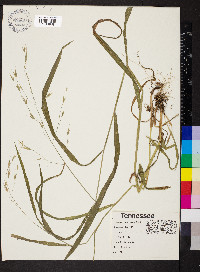 Bromus pubescens image