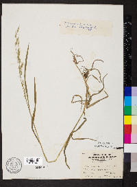 Bromus racemosus image