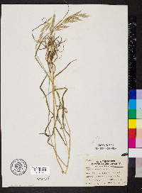 Bromus racemosus image