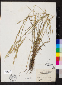 Bromus racemosus image