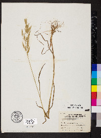 Bromus racemosus image