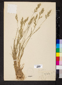 Bromus commutatus image