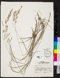 Bromus ciliatus var. richardsonii image