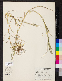 Bromus secalinus image