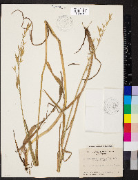 Bromus sitchensis image