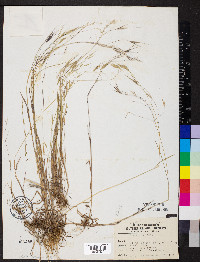 Bromus sterilis image