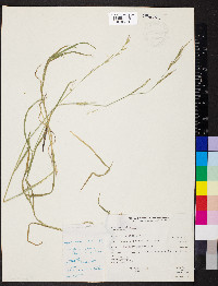 Bromus vulgaris image