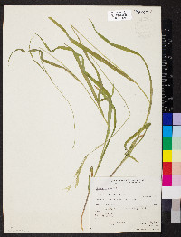 Bromus vulgaris image