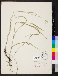 Bromus frondosus image