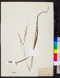 Bromus erectus image