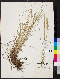 Bromus erectus image