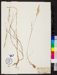 Bromus erectus image