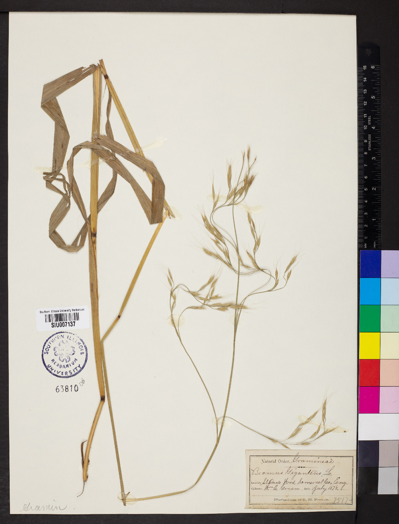 Bromus giganteus image