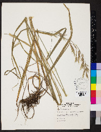 Bromus ramosus image