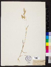 Bromus squarrosus image