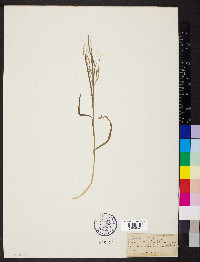 Bromus sterilis image