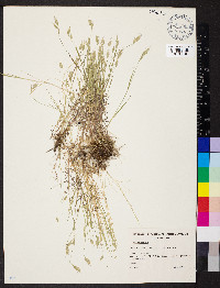 Bromus hordeaceus image