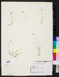 Bouteloua dactyloides image