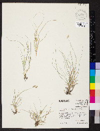 Bouteloua dactyloides image