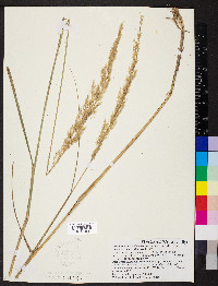 Calamagrostis x acutiflora image