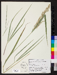 Calamagrostis porteri image