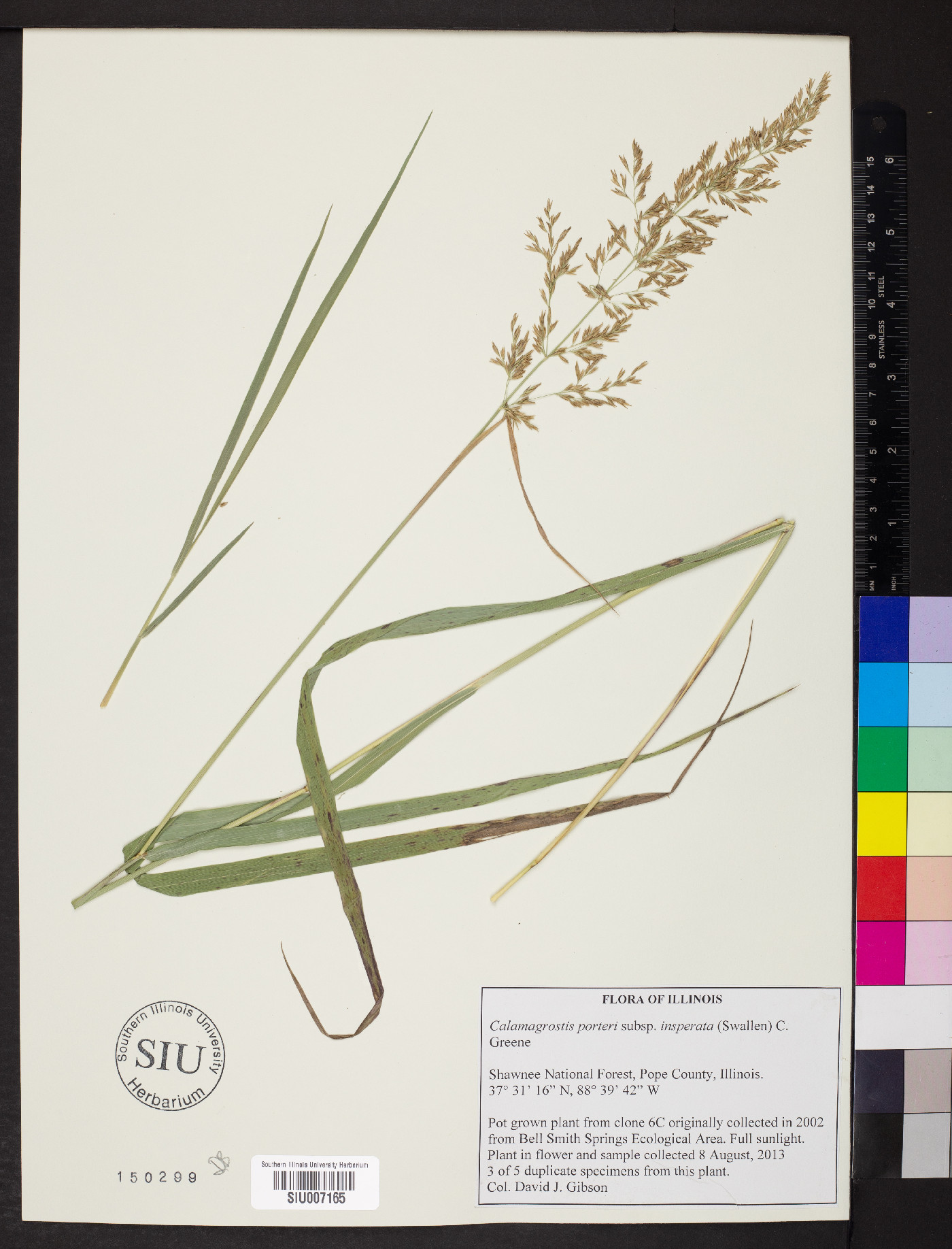 Calamagrostis porteri subsp. insperata image