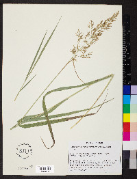 Calamagrostis porteri image