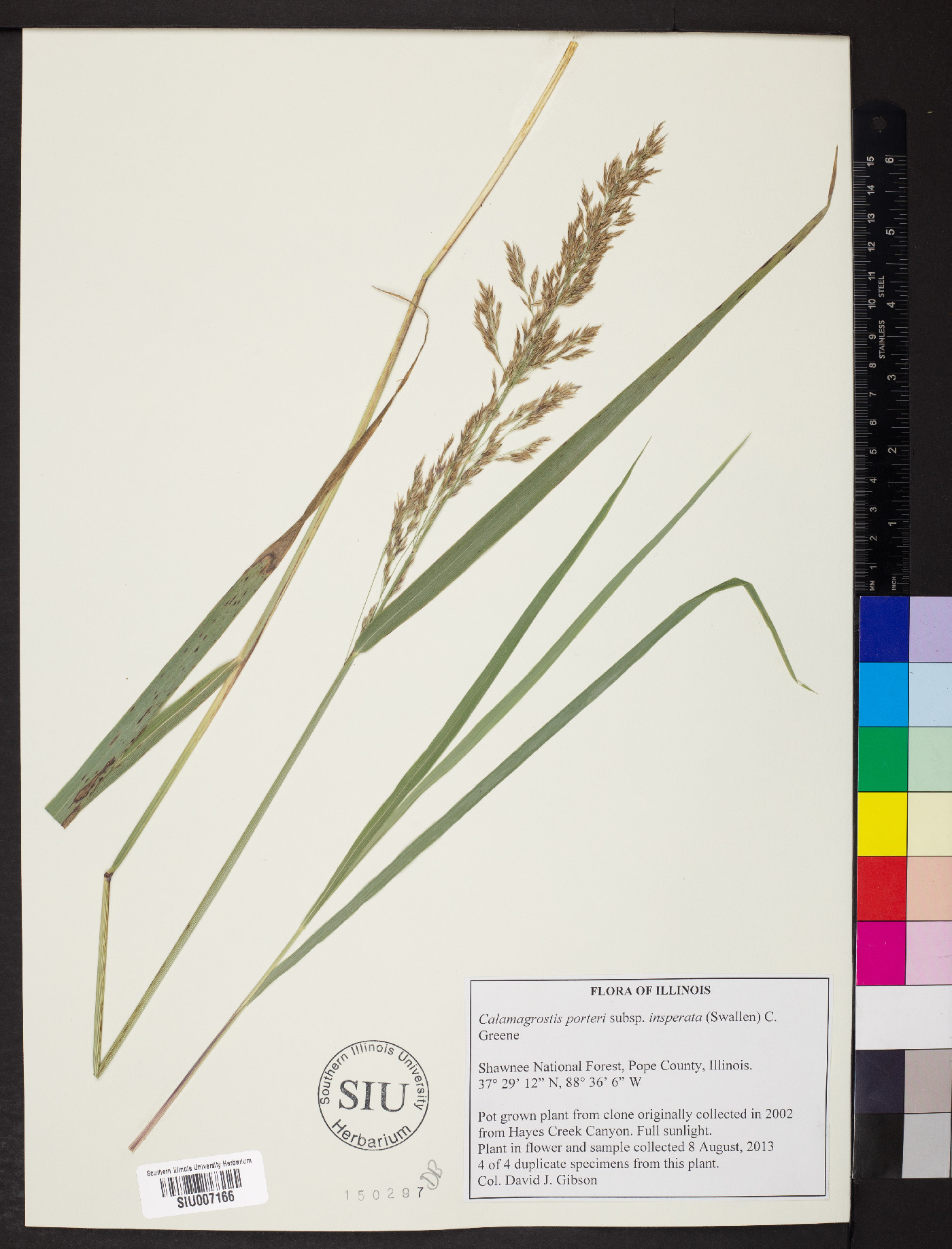 Calamagrostis porteri subsp. insperata image