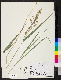 Calamagrostis porteri image