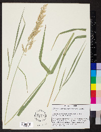 Calamagrostis porteri image