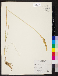 Calamagrostis inexpansa image